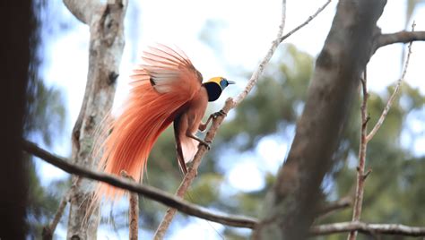 天堂鳥 鳥類|【動物世界】世界上最有潔癖的鳥